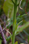 White fringed orchid